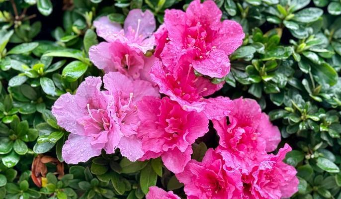 杜鹃花的花语有哪些含义？