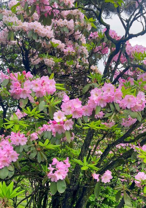 杜鹃花的花语有哪些含义？