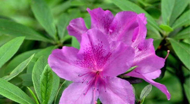 紫色栀子花的花语有何特别之处？
