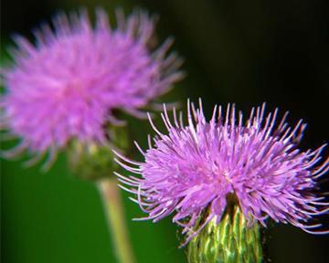 紫色栀子花的花语有何特别之处？