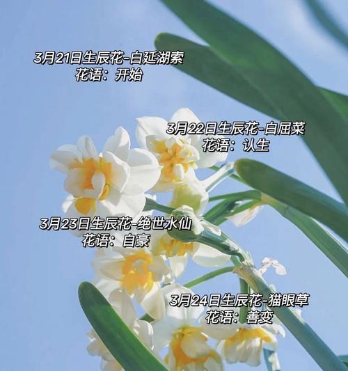 10月10日生日花的花语是什么？