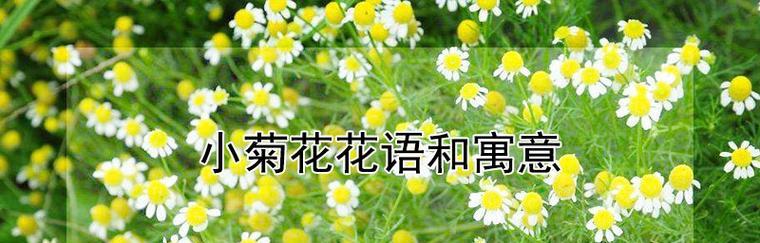 不同颜色菊花的花语分别是什么？