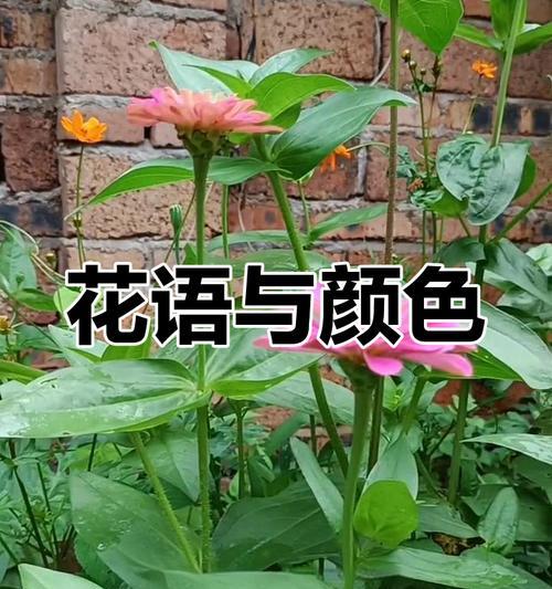 不同颜色菊花的花语分别是什么？
