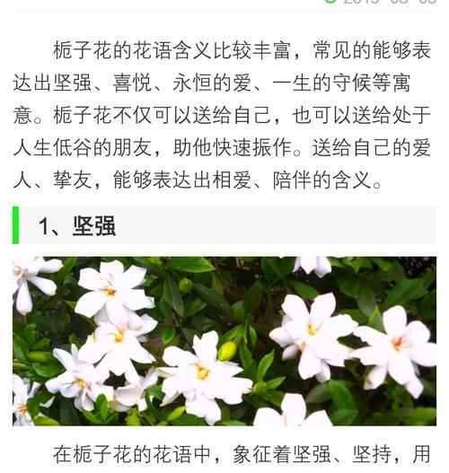 栀子花的花语有哪些？栀子花象征着什么？