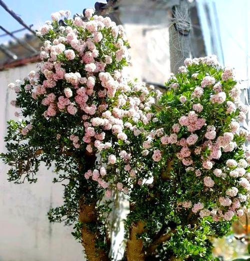 玉树花的花语代表什么？玉树花有何寓意？