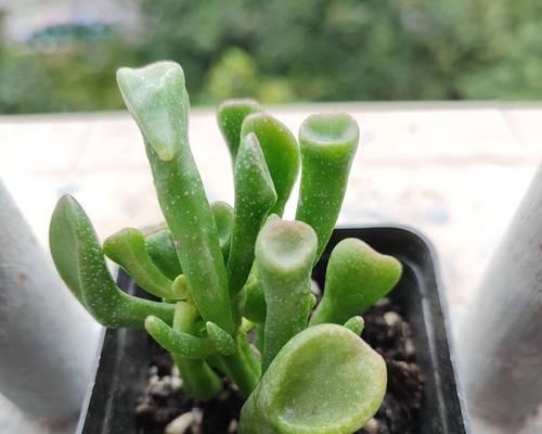 玉树花的花语代表什么？玉树花有何寓意？