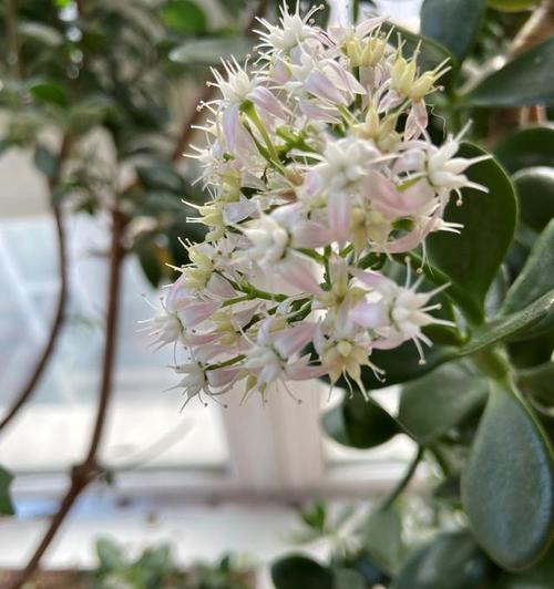 玉树花的花语代表什么？玉树花有何寓意？