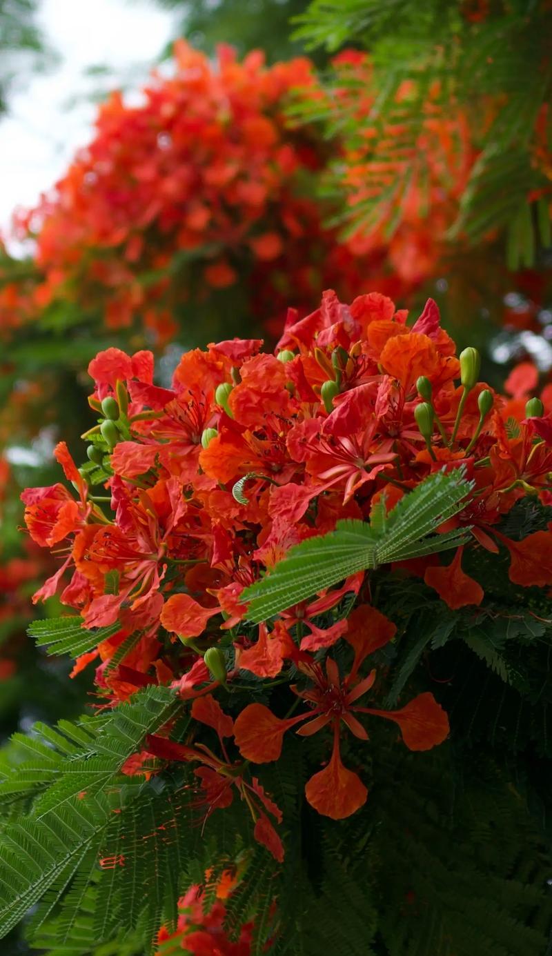 凤凰花的花语代表离别思念吗？凤凰花有何特别寓意？