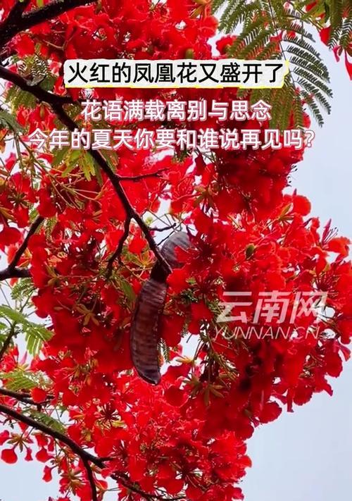 凤凰花的花语代表离别思念吗？凤凰花有何特别寓意？