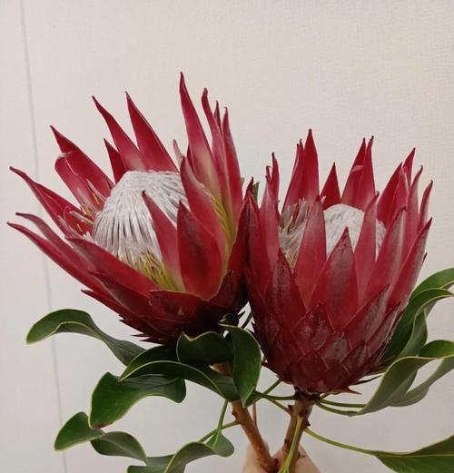帝王花的花语代表什么？它有何特别含义？