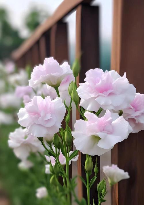 香槟桔梗花的花语有何含义？它象征着什么？