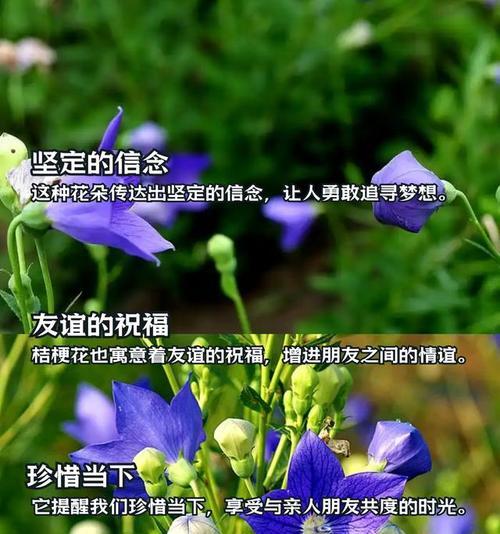 香槟桔梗花的花语有何含义？它象征着什么？