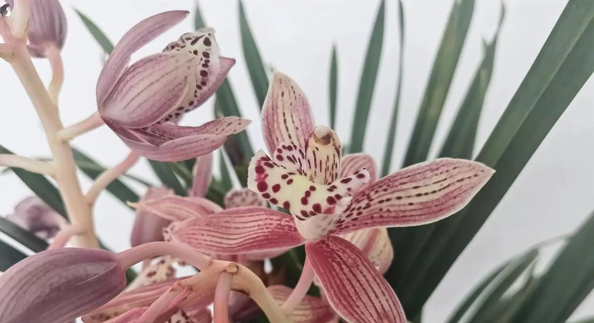 春节兰花的花语象征着什么？