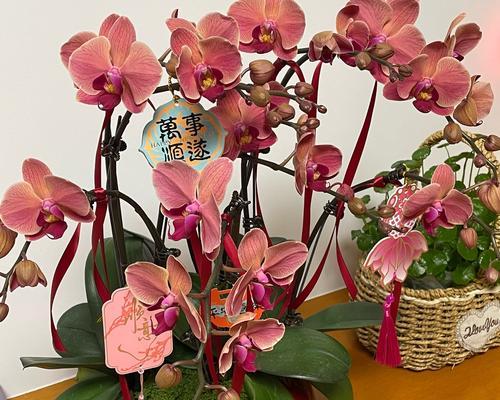 春节兰花的花语象征着什么？