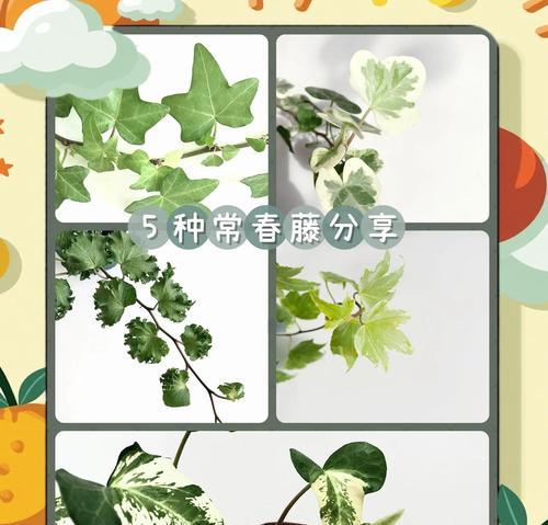 常春藤的花语是什么？它有何特别含义？