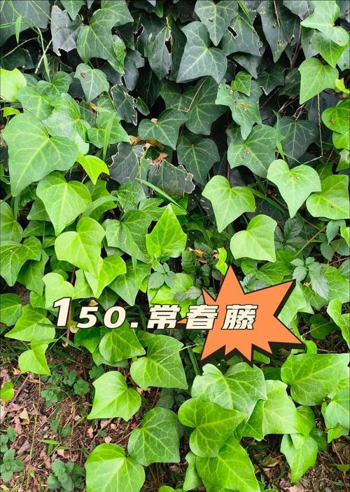 常春藤的花语是什么？它有何特别含义？