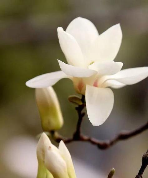 玉兰花不同颜色的花语分别代表什么？