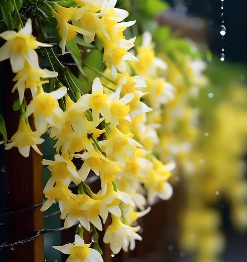 冬天开放的花有哪些及其各自的花语是什么？
