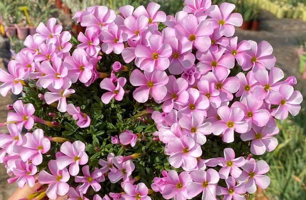 冬天开放的花有哪些及其各自的花语是什么？
