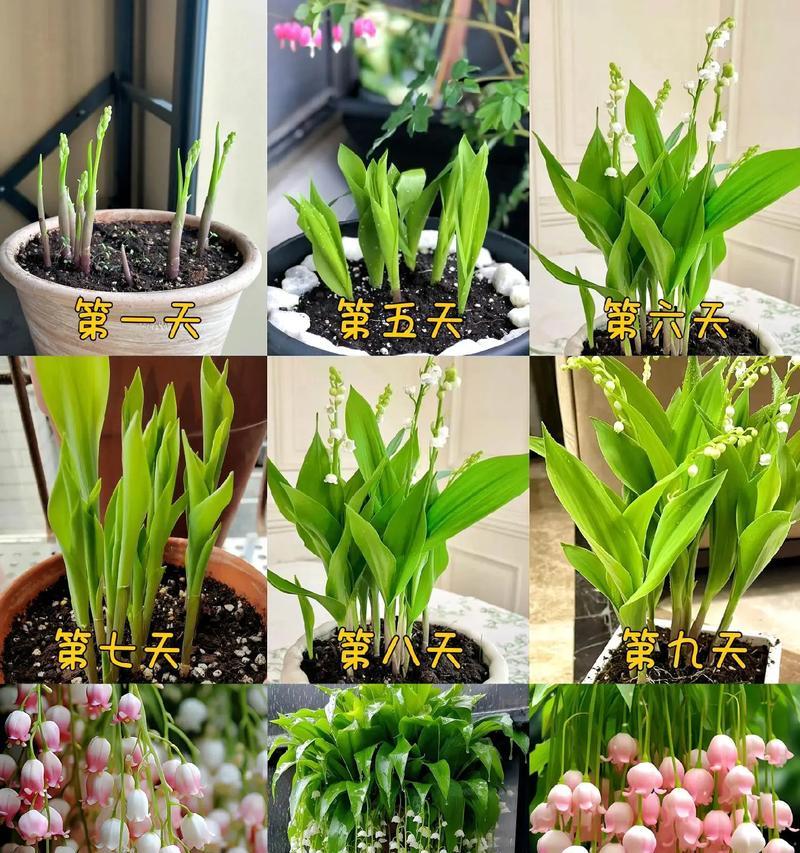 绿色花的花语有哪些？