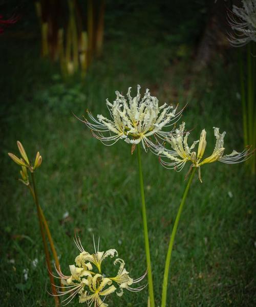 绿色花的花语有哪些？