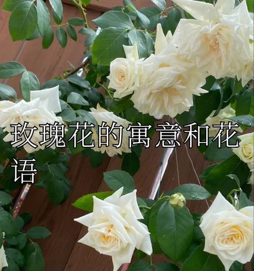 枯萎红玫瑰的花语有何深意？