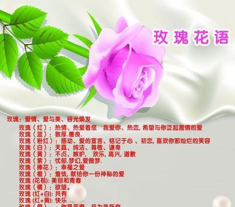 玫瑰花色不同，花语有何区别？