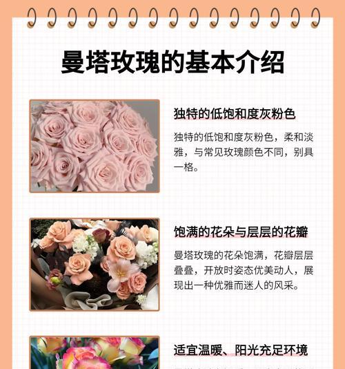 玫瑰花色不同，花语有何区别？