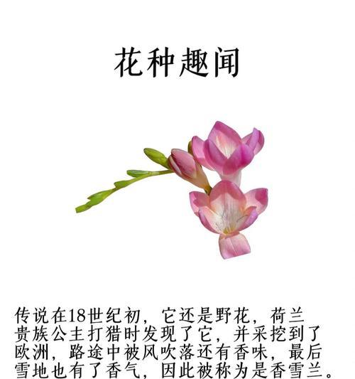 有哪些凄美的花语爱情故事？