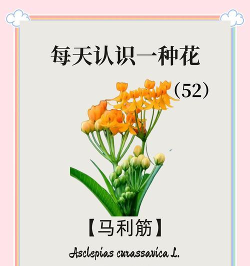 有哪些凄美的花语爱情故事？
