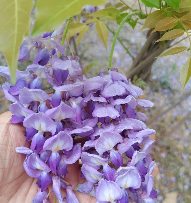 紫藤花的花语是什么？