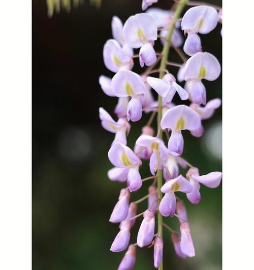 紫藤花的花语是什么？