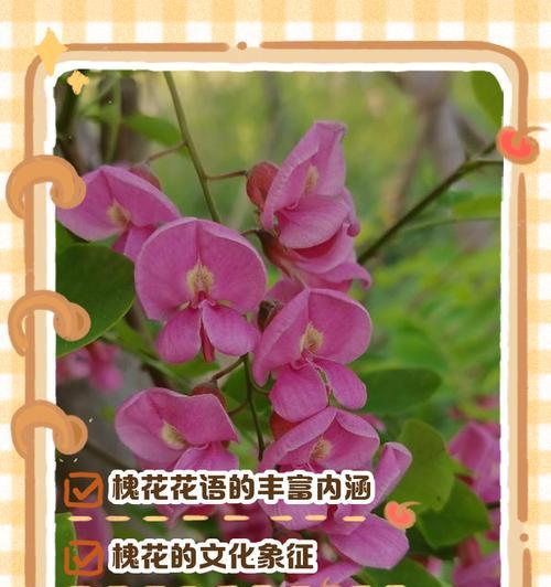 白葡萄和槐花的组合花语是什么？