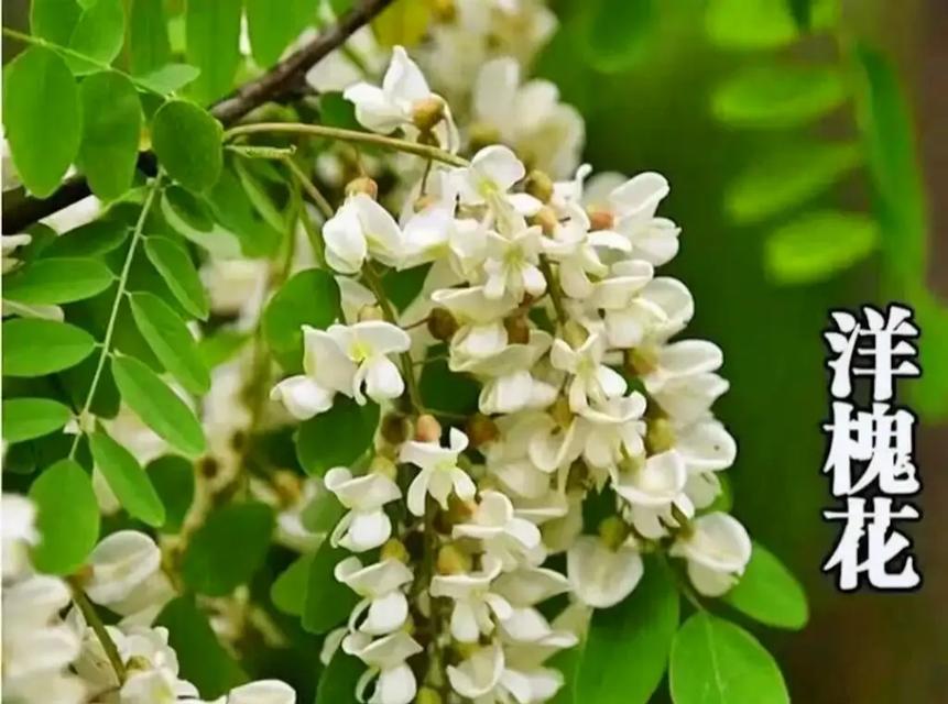 白葡萄和槐花的组合花语是什么？