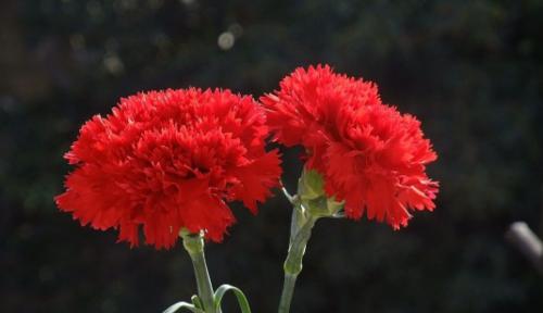 红色卡特兰代表什么？它的花语有何含义？