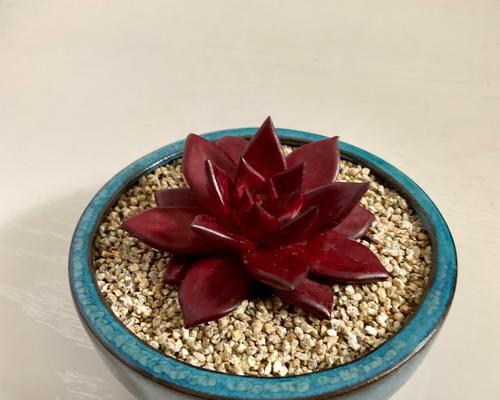 红色卡特兰代表什么？它的花语有何含义？