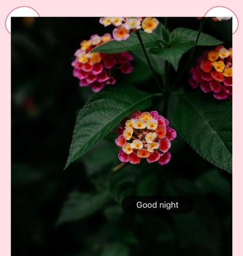 忌讳的花语有哪些？它们为何不受欢迎？
