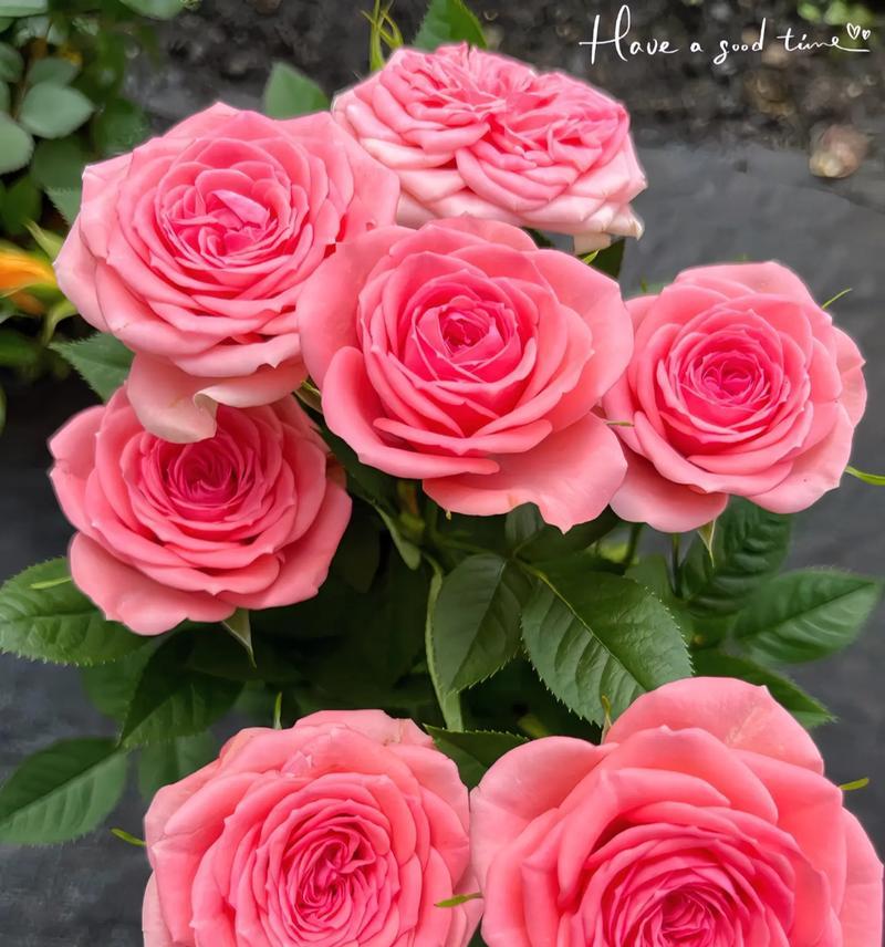 多头月季的花语是什么？它象征着什么？