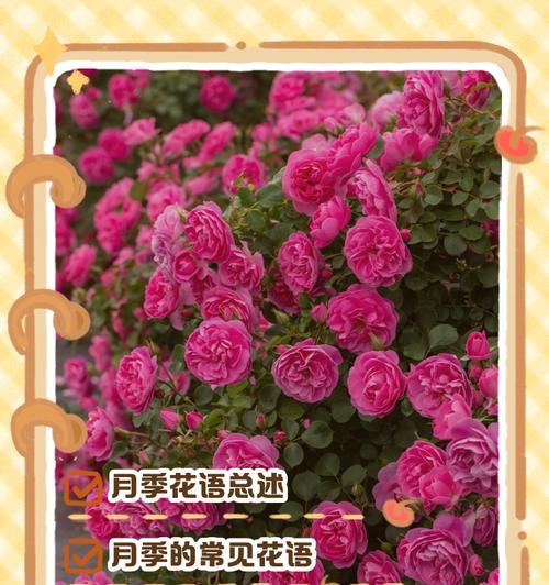 多头月季的花语是什么？它象征着什么？