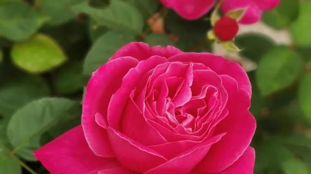 月季的花语是否代表父爱？它有何深层含义？