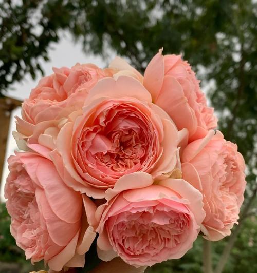 月季的花语是否代表父爱？它有何深层含义？