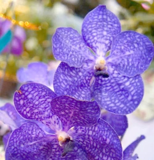 紫色洋兰花代表什么意义？