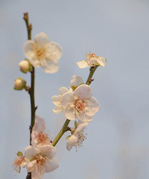 白色蜡梅的花语有何寓意？