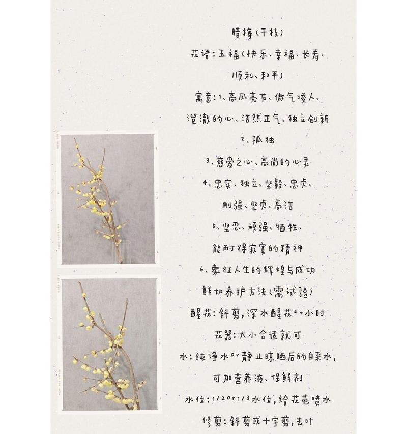 白色蜡梅的花语有何寓意？