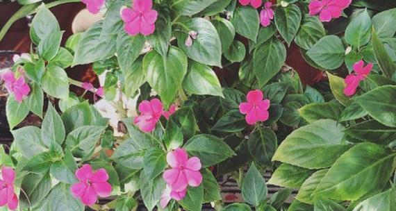 玻璃翠的花语有何含义？