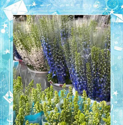 飞燕花代表了什么花语？
