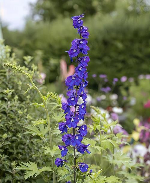 飞燕花代表了什么花语？