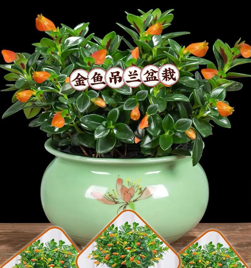 金鱼吊兰的花语及其寓言故事是什么？