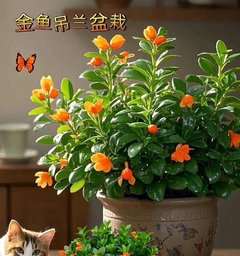 金鱼吊兰的花语及其寓言故事是什么？