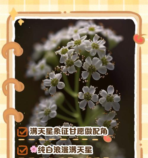 满天星的花语及其寓意是什么？